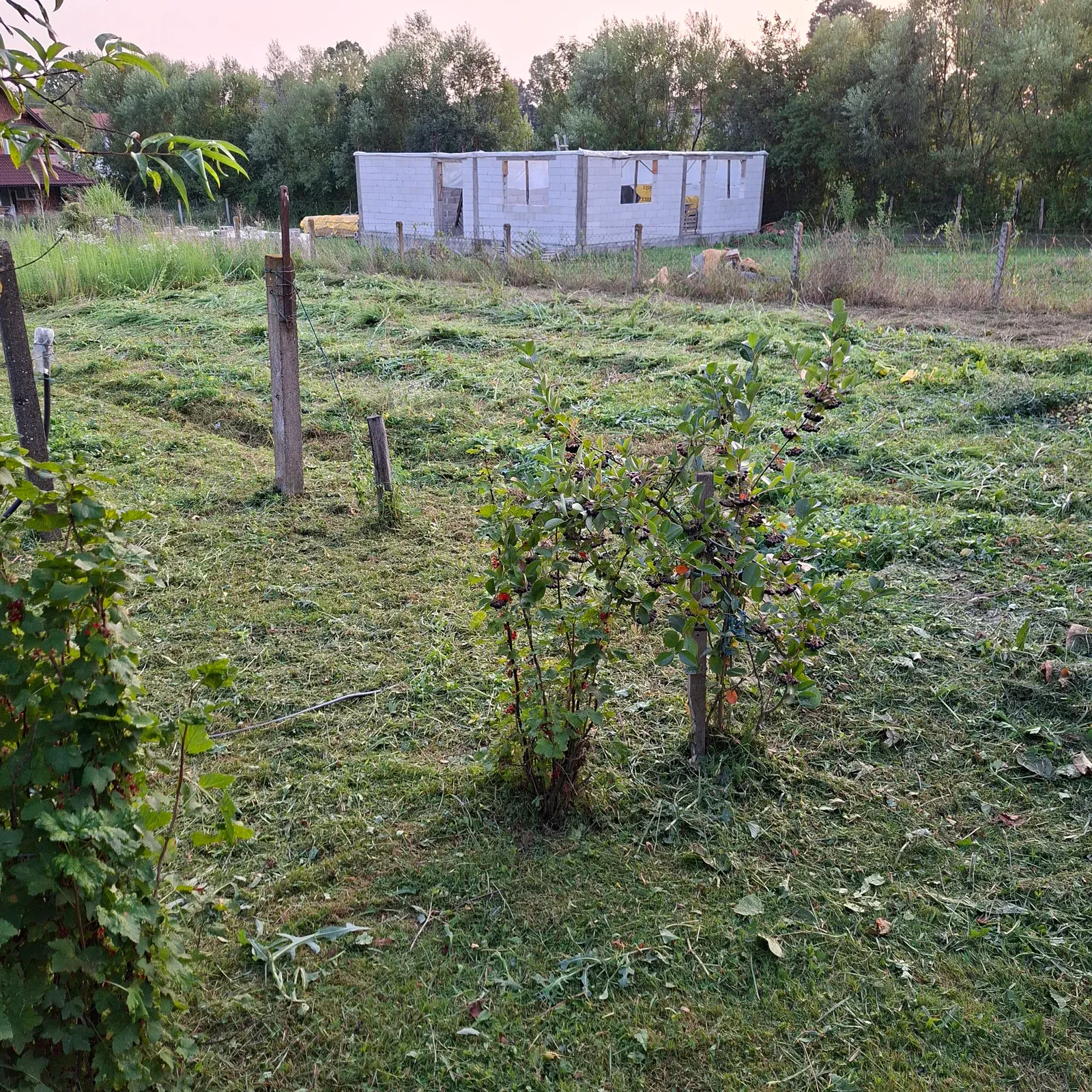 Ista vrtna površina nakon košenja i uređenja.